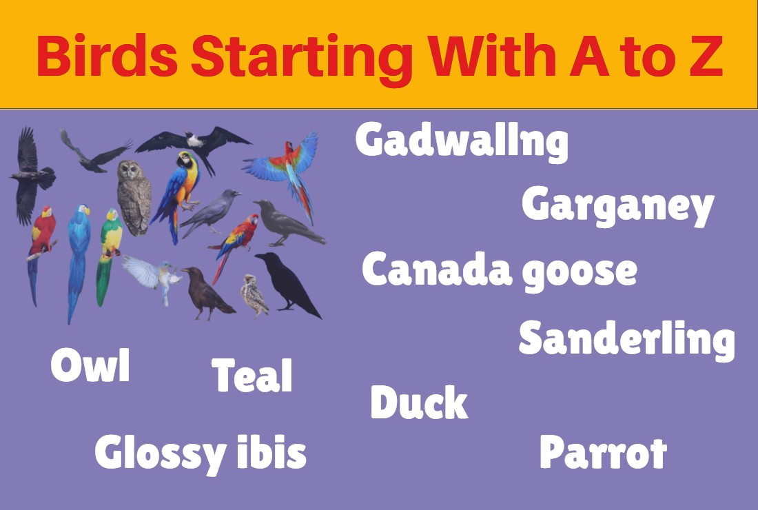 birds-starting-with-a-to-z-types-of-birds-word-tutes