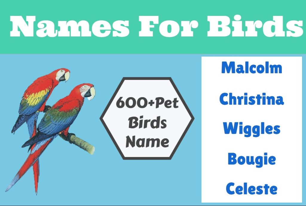 600-pet-names-for-birds-common-names-word-tutes