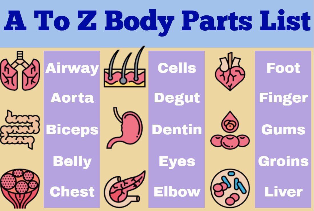 A To Z Body Parts List Human Body Parts Word Tutes