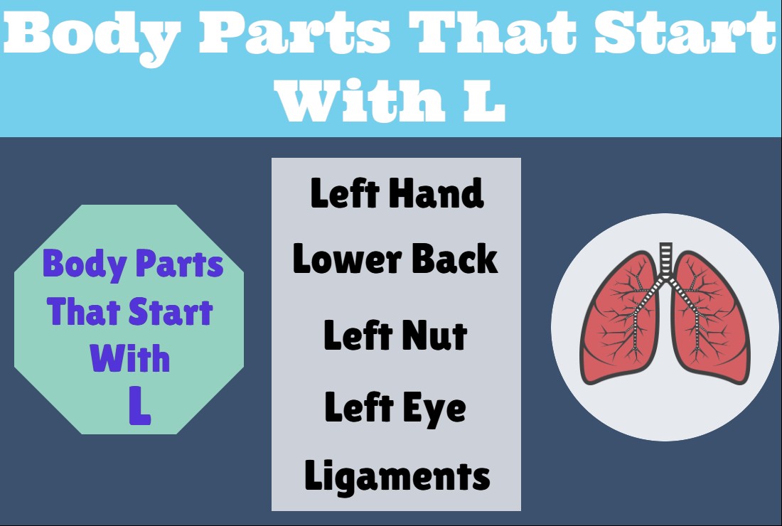 Body Parts That Start With L