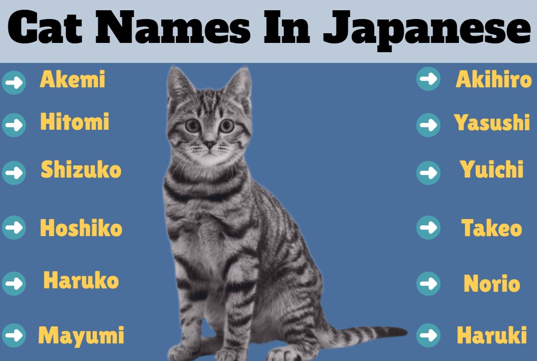 Cat Names In Japanese