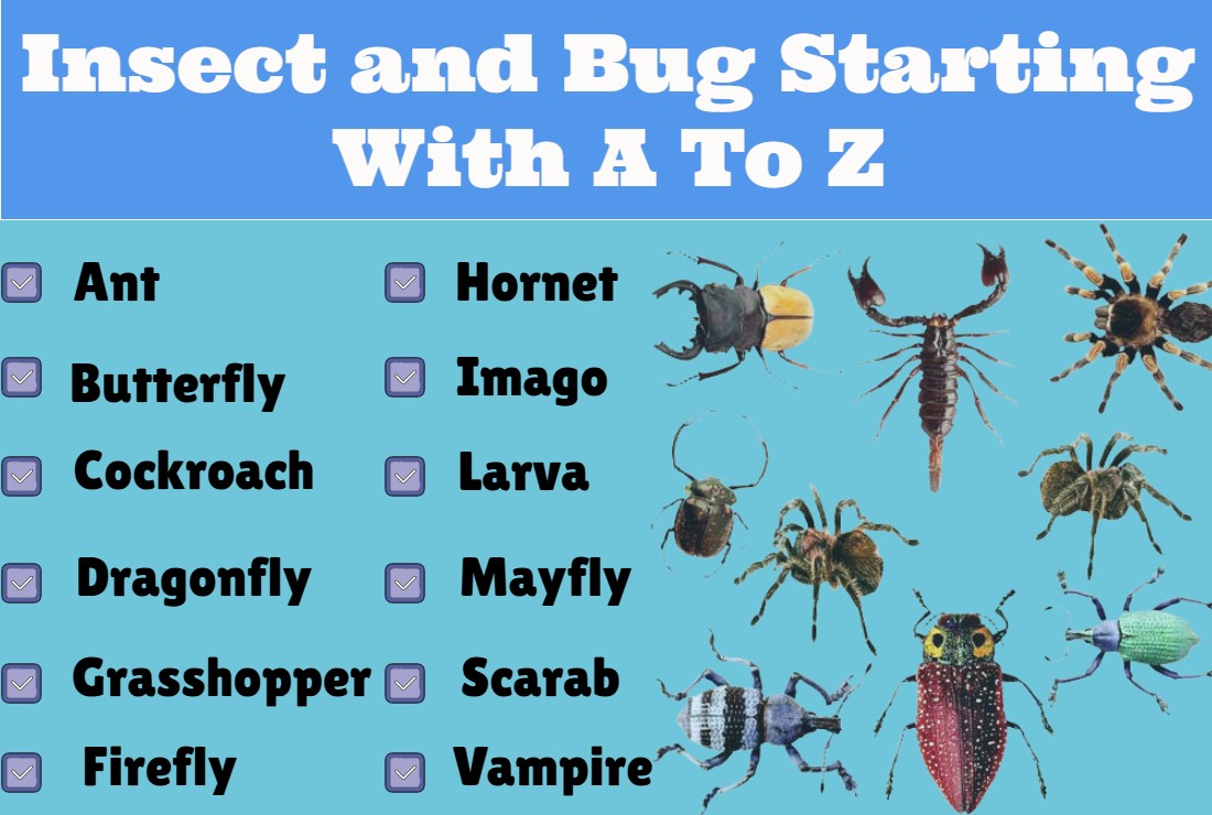 Insect and Bug Starting With A To Z