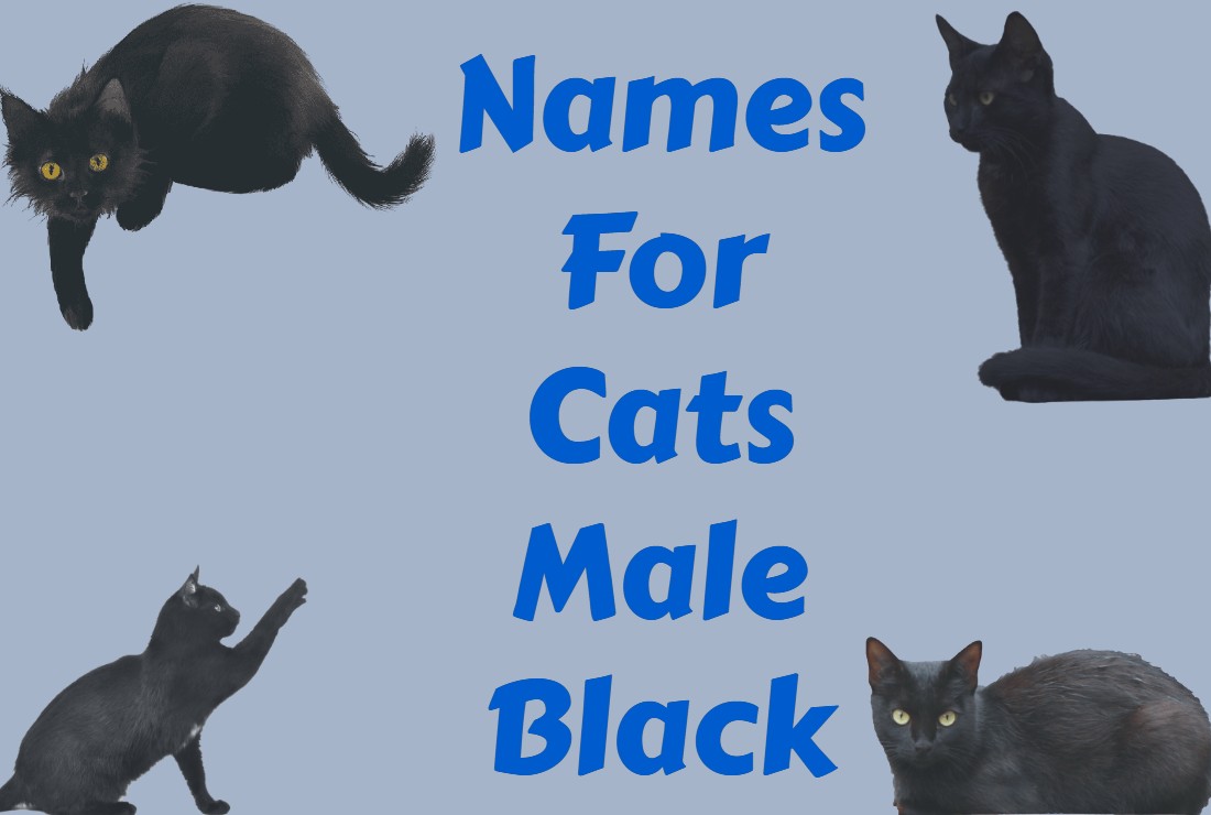 Names For Cats Male Black