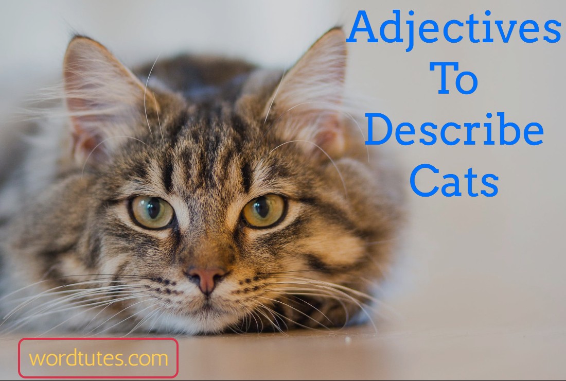 Adjectives To Describe Cats