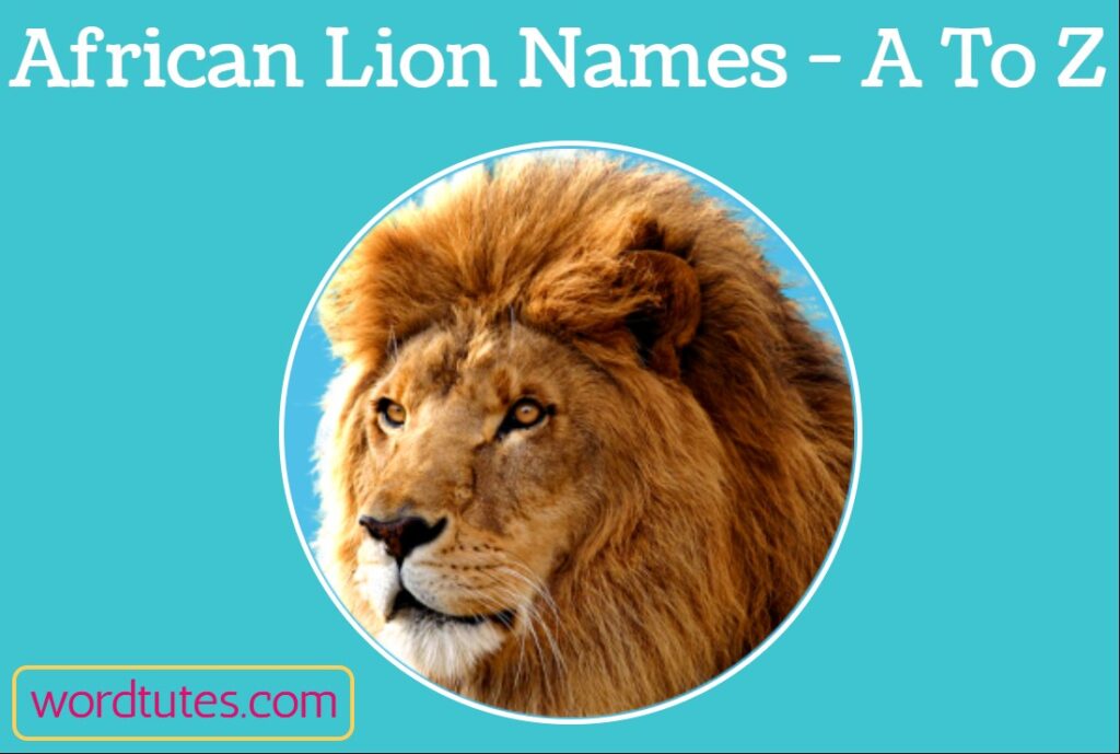 african-lion-names-a-to-z-aesthetic-names-word-tutes