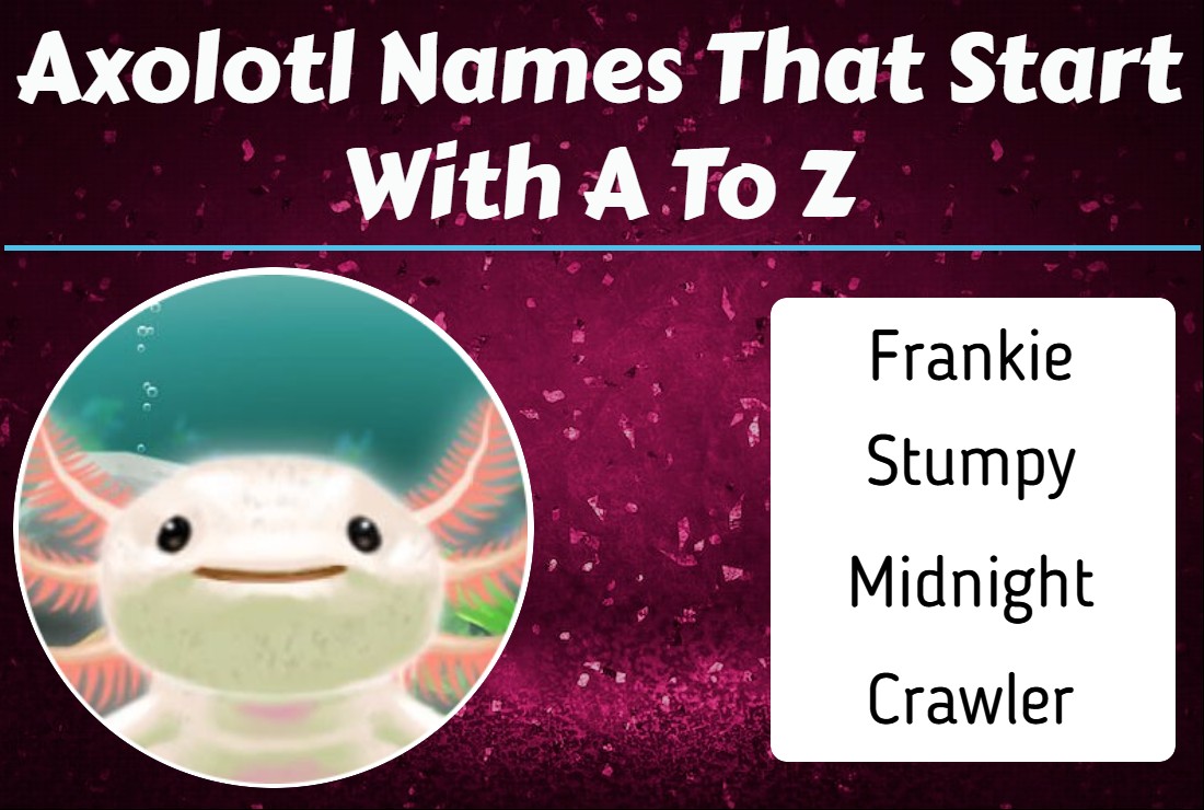 Axolotl Names That Start With A To Z