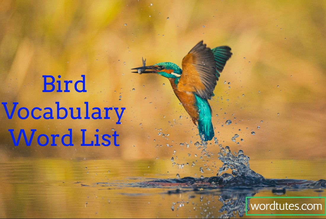 Bird Vocabulary Word List