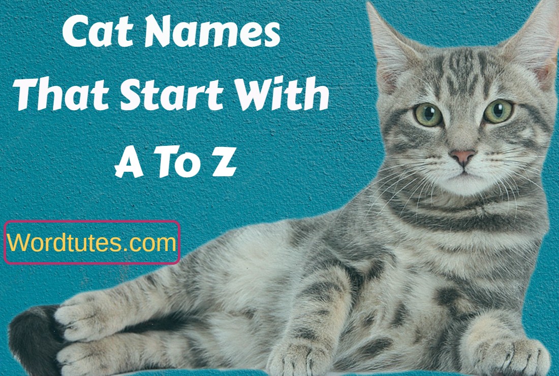 Cat names that start with a to z