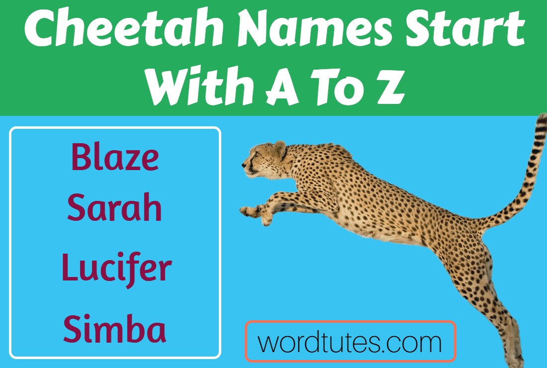 Cheetah Names Start With A To Z