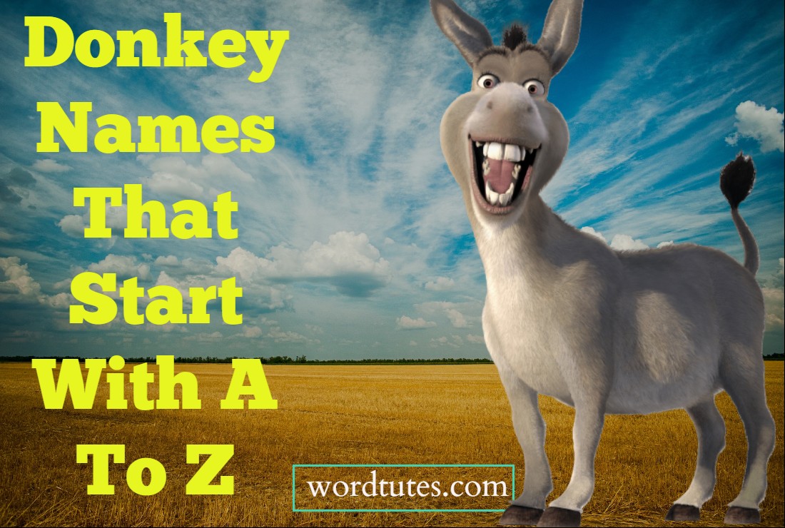 Donkey Names That Start With A To Z