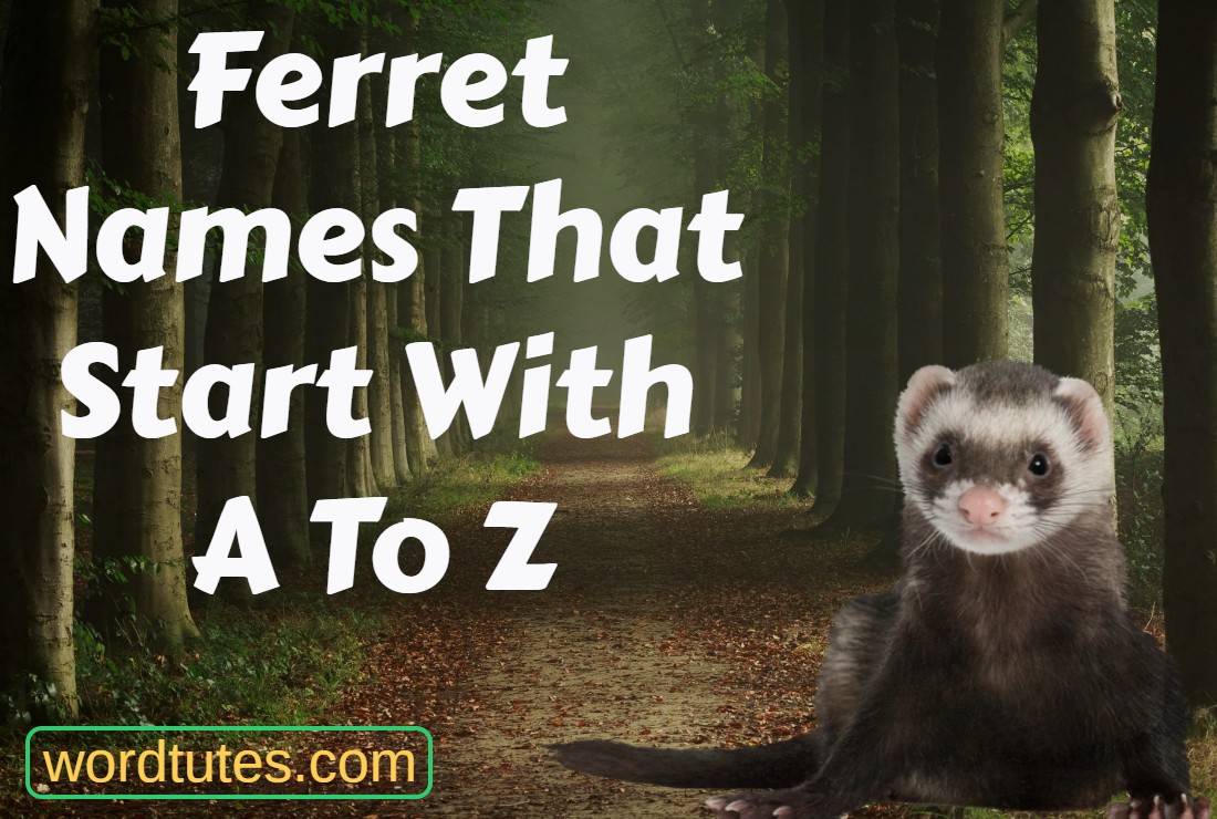 Ferret Names That Start With A To Z