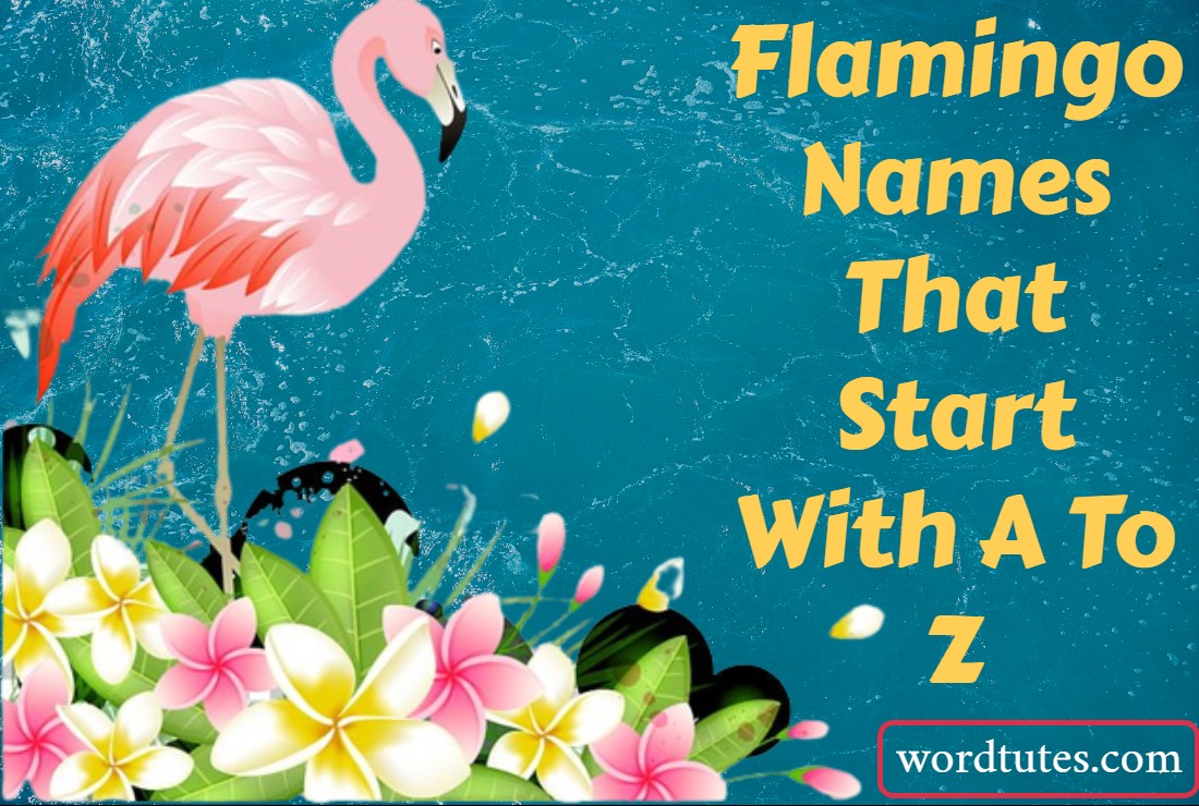 Flamingo Names That Start With A To Z