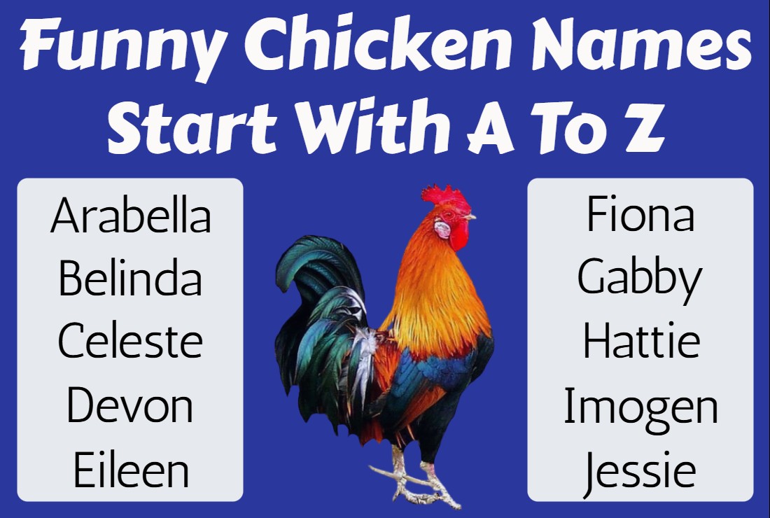 Funny Chicken Names Start With A To Z