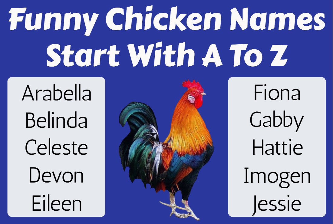 Funny Chicken Names Start With A To Z Interesting Names Word Tutes