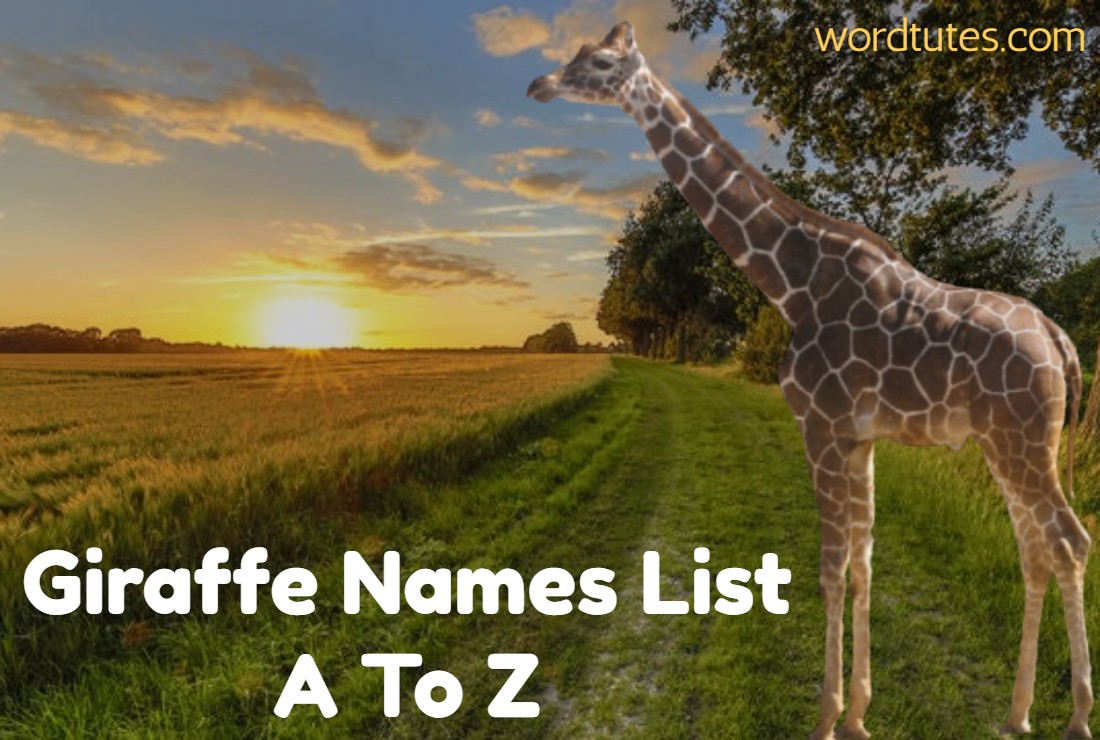 Giraffe Names List A To Z