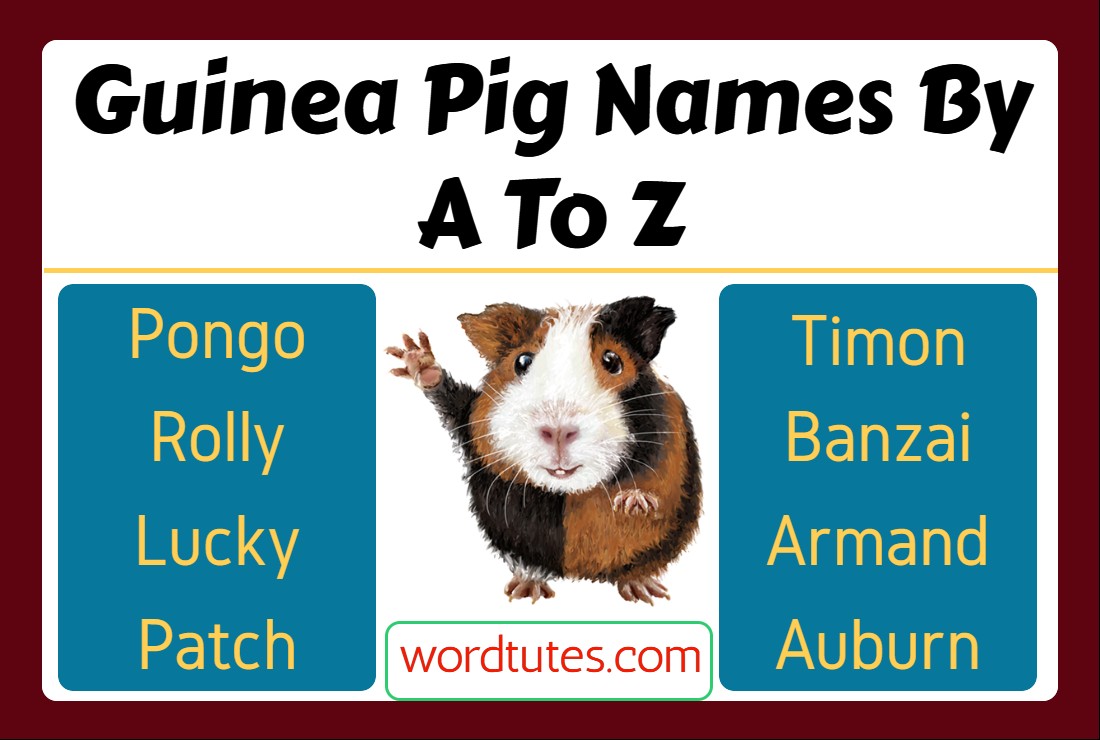 Guinea Pig Names By A To Z