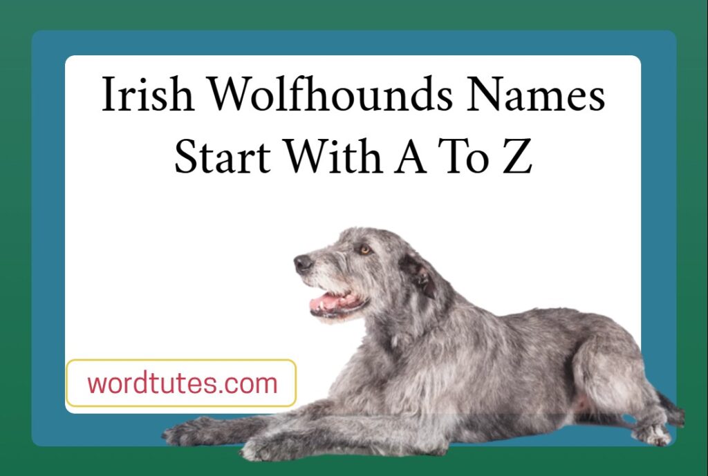 irish-wolfhounds-names-start-with-a-to-z-adorable-list-word-tutes