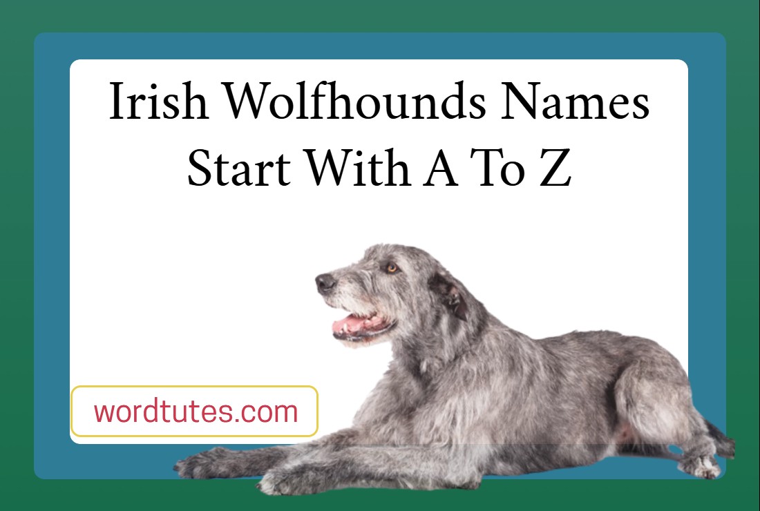 Irish Wolfhounds Names Start With A To Z