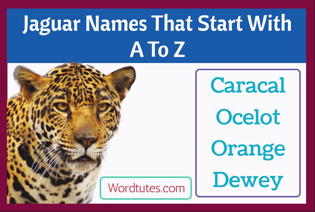 Jaguar Names That Start With A To Z