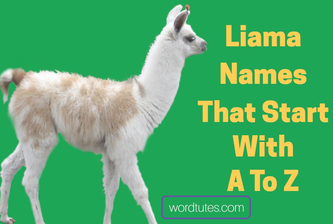 Liama Names That Start With A To Z