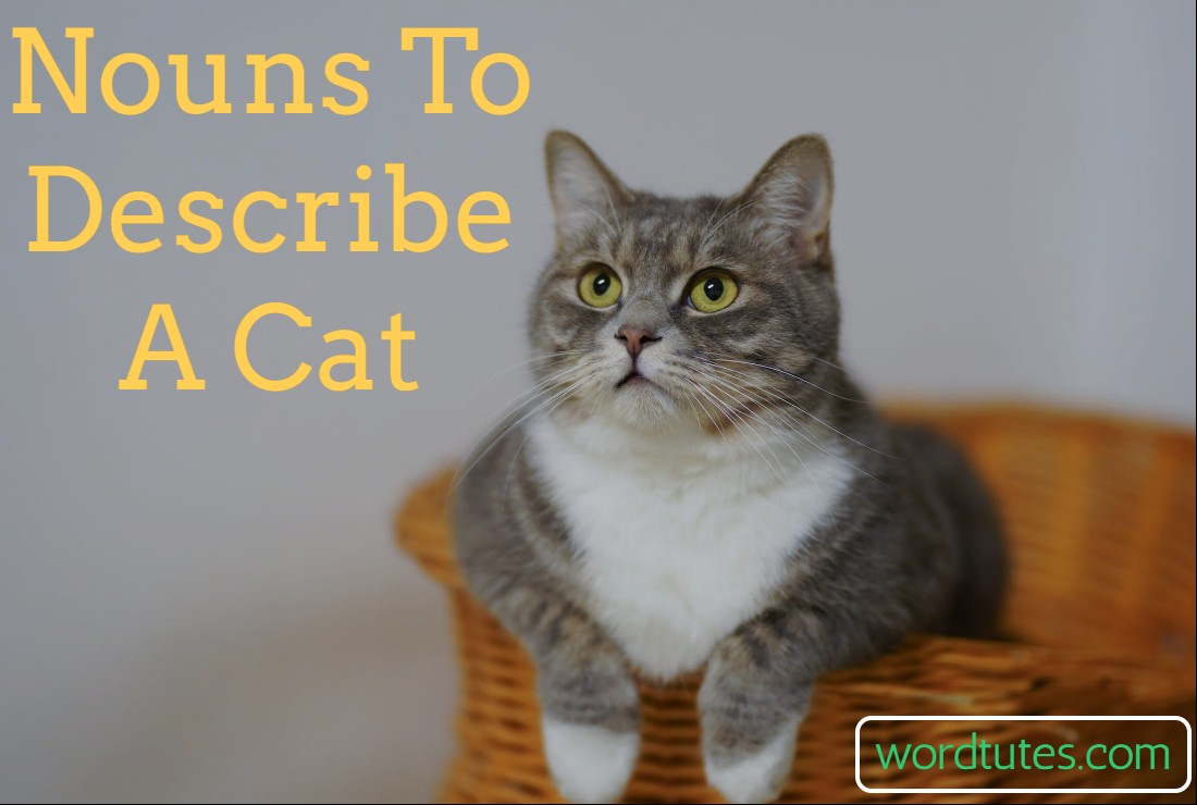 Nouns To Describe A Cat