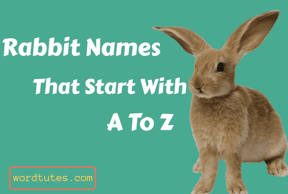 Rabbit Names That Start With A To Z