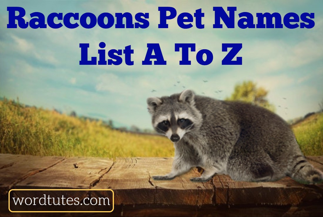 Raccoons Pet Names List A To Z