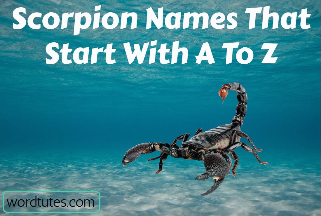 Scorpion Names That Start With A To Z