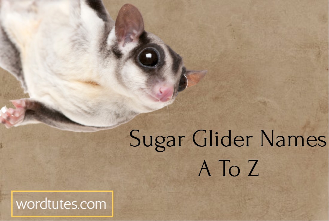 Sugar Glider Names A To Z