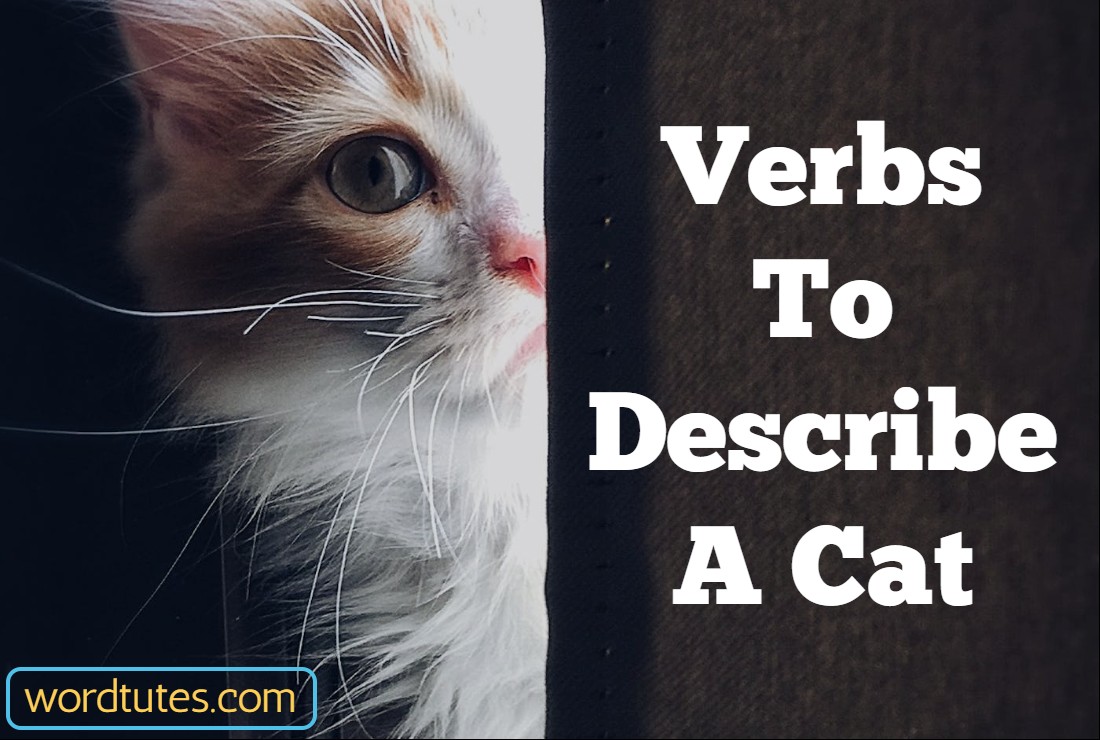 Verbs To Describe A Cat