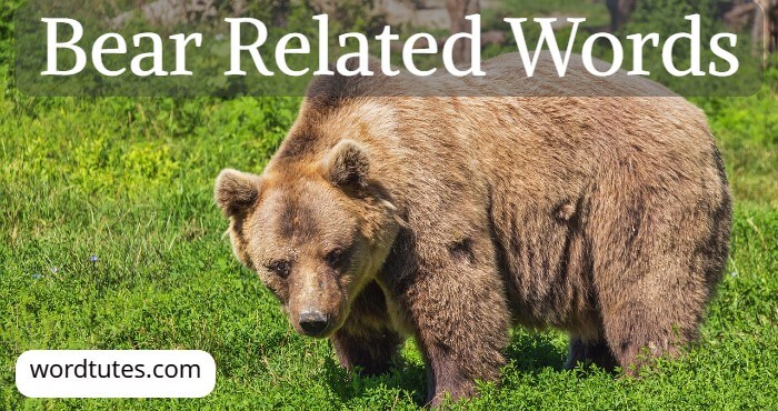 Bear Related Words