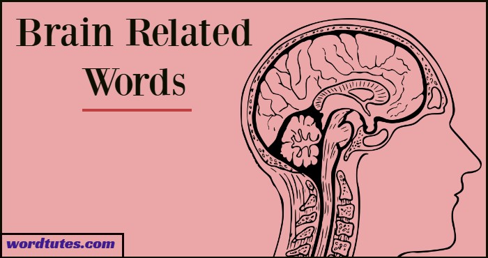 Brain Related Words