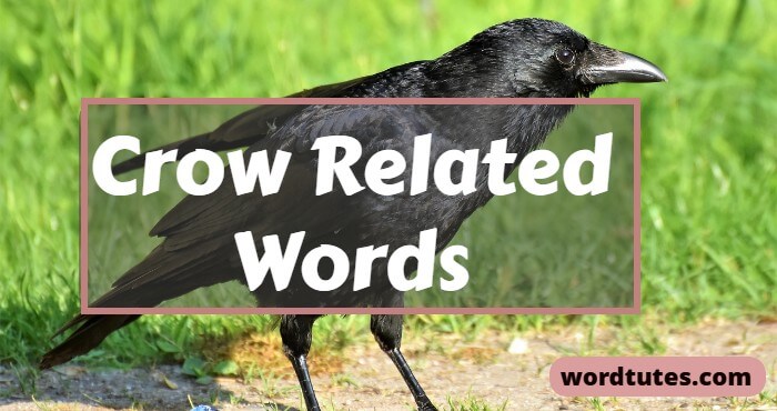 Crow Related Words