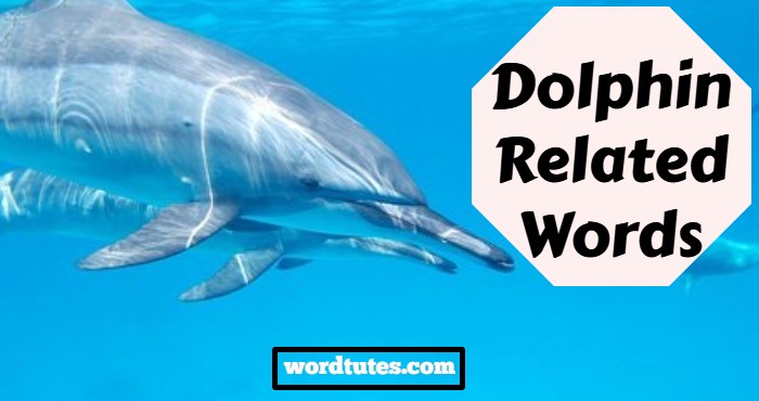 Dolphin Related Words