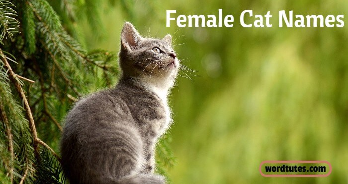 Female Cat Names