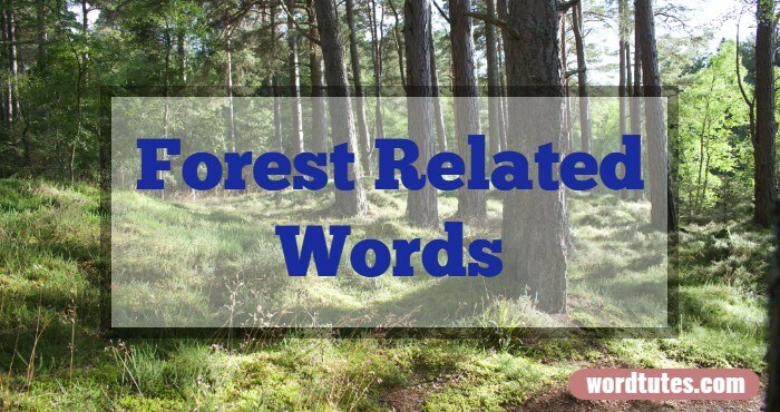 Forest Related Words