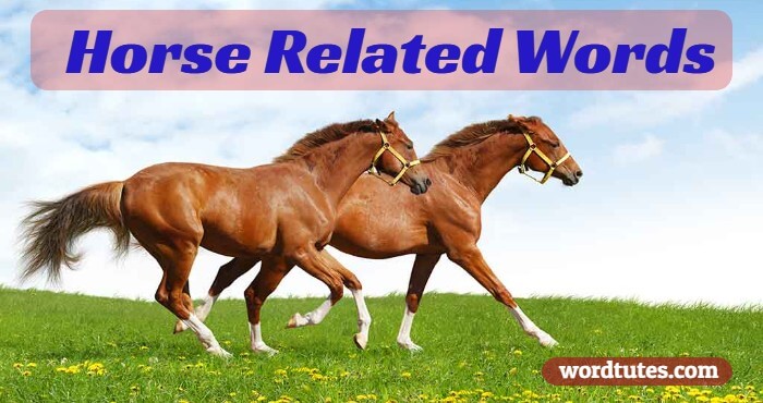 horse related words