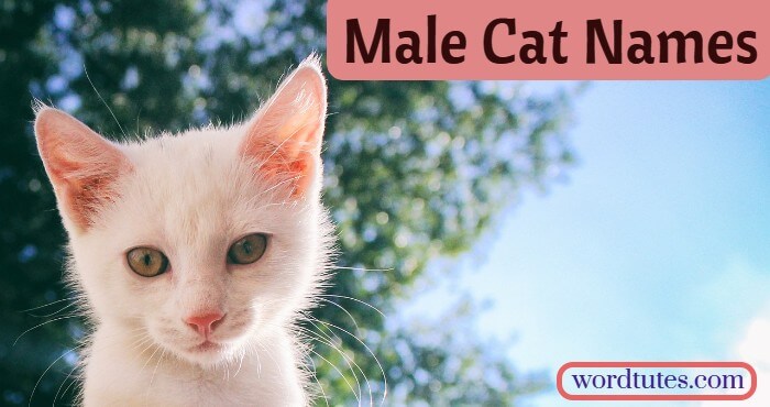 Male Cat Names