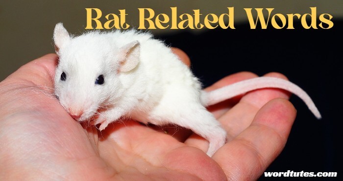 Rat Related Words