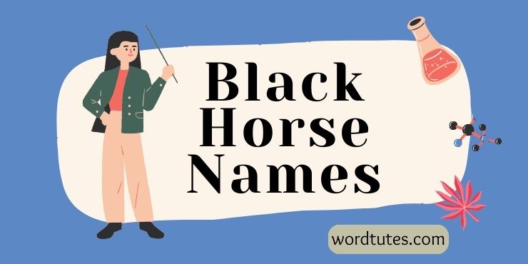 Black Horse Names