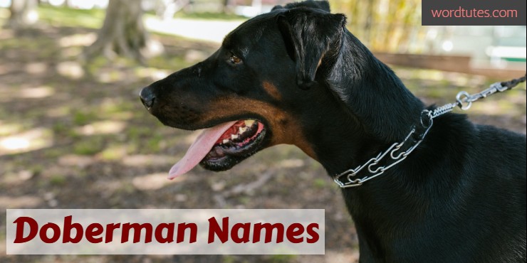 Doberman Names