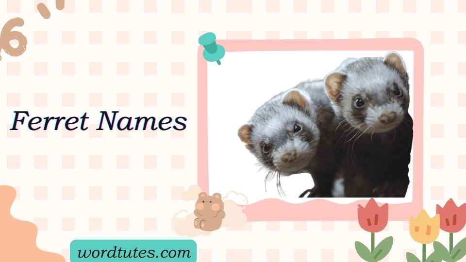 Ferret Names