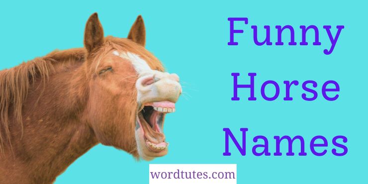 Funny Horse Names