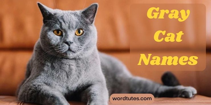 Gray Cat Names