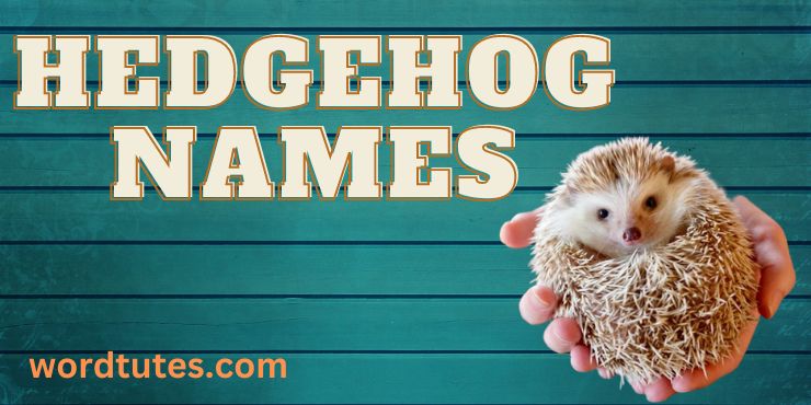 Hedgehog Names