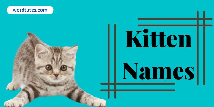 Kitten Names