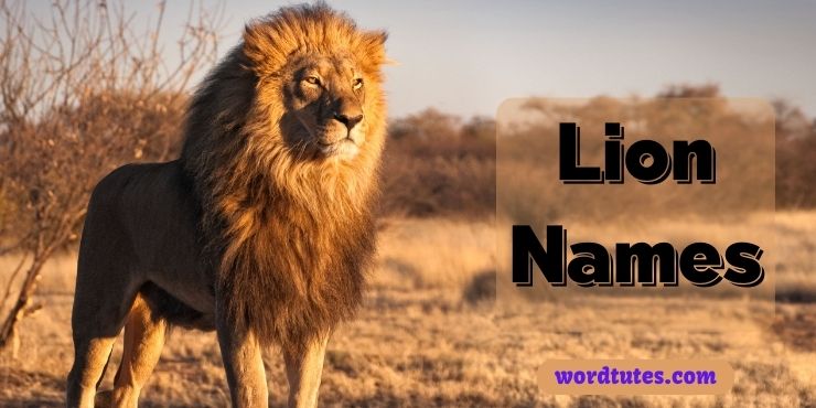 Lion Names