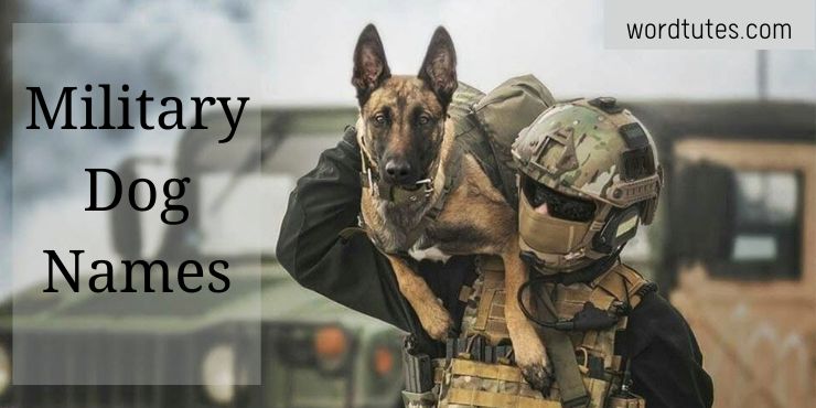 Military Dog Names