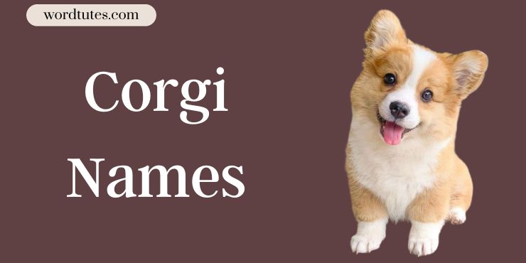 Corgi Names - The Perfect Name - Word Tutes