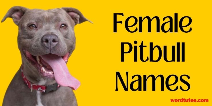 Female Pitbull Names